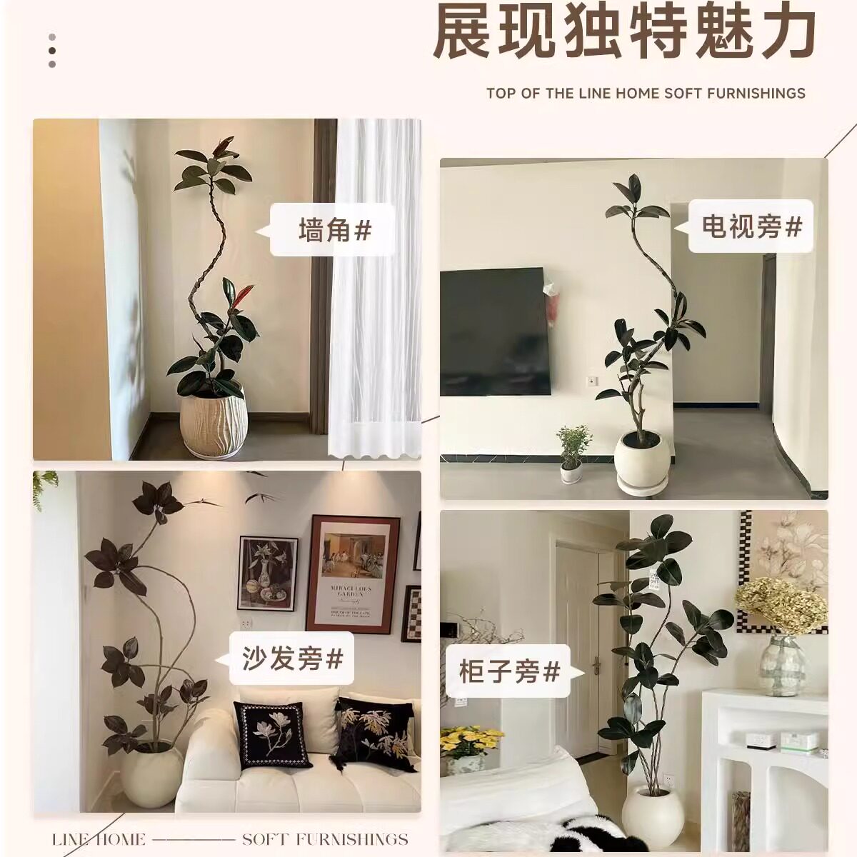 黑金刚橡皮树室内大型绿植客厅造型办公室阳台植物鸭脚木四季好养