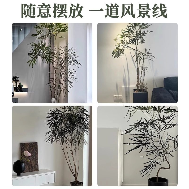 孔雀木绿植室内大型盆栽客厅办公室网红观叶植物落地大号四季好养,淘宝优惠券,粉丝福利购,淘宝优惠卷