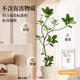 Simulated green plants, high-end light luxury, Bengal banyan living room, bionic indoor plants, potted ornaments, floor-standing decorative fake trees