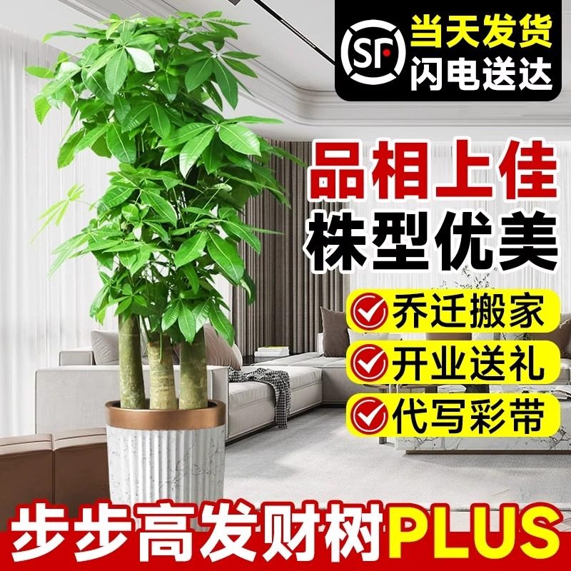 发财树步步高客厅大盆栽室内植物开业送礼乔迁大型绿植招财好养活,淘宝优惠券,粉丝福利购,淘宝优惠卷