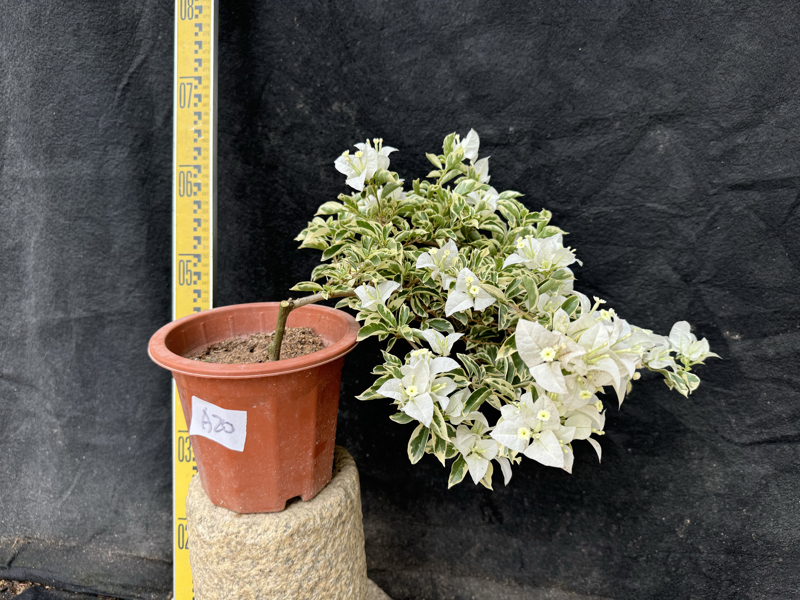 东篱小舍三角梅金边白雪 银边白雪 熊猫 原盆发货 实拍照,淘宝优惠券,粉丝福利购,淘宝优惠卷