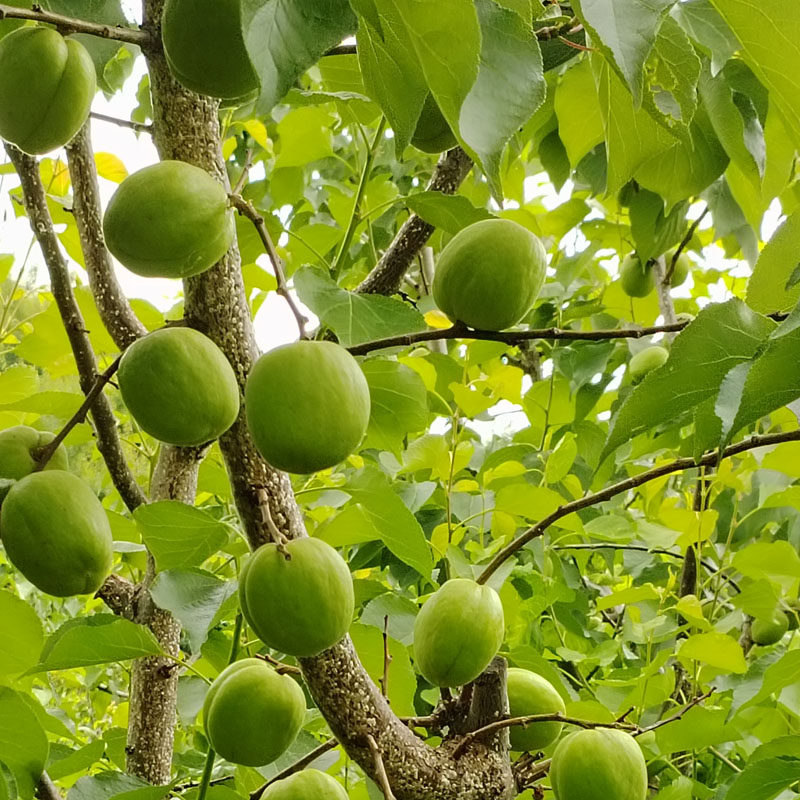 硬核青杏东北甜仁青杏真瓤特产新鲜水果杏子酸杏绿杏孕妇吃酸开胃,淘宝优惠券,粉丝福利购,淘宝优惠卷