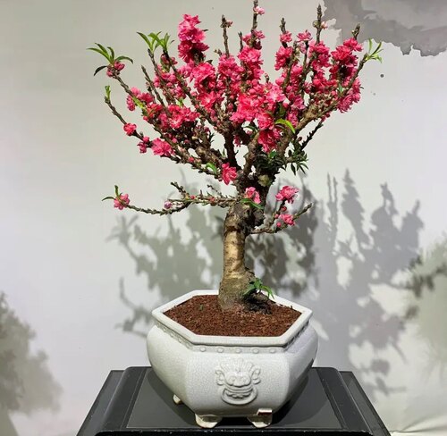 桃花树盆栽四季桃花重瓣阳台庭院南北方种植真实桃花特色花卉好养 - 图0