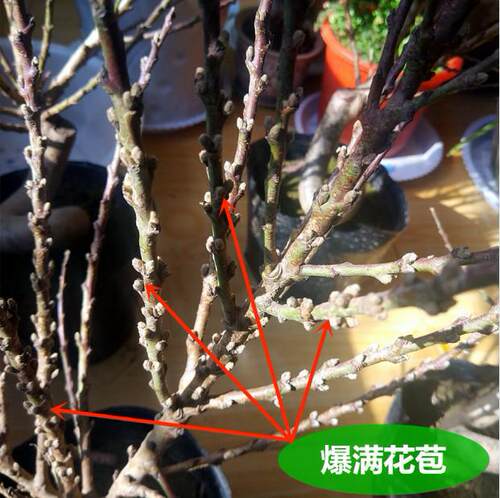 盆栽桃花树苗带花苞重瓣老桩寿星桃盆景室内外庭院南北方种植耐寒 - 图2