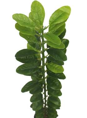 仿真植物黄杨绿植黄杨叶工程园林造景千年矮仿真冬青树厂家