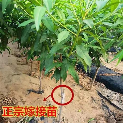 特早熟新品种嫁接桃树苗三月醉南北种植桃苗离核香甜三月下旬成熟-图2