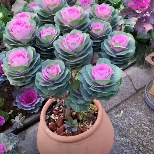 成品老桩大花羽衣甘蓝花卉绿植盆栽阳台室外节日摆放观赏耐寒植物 - 图3