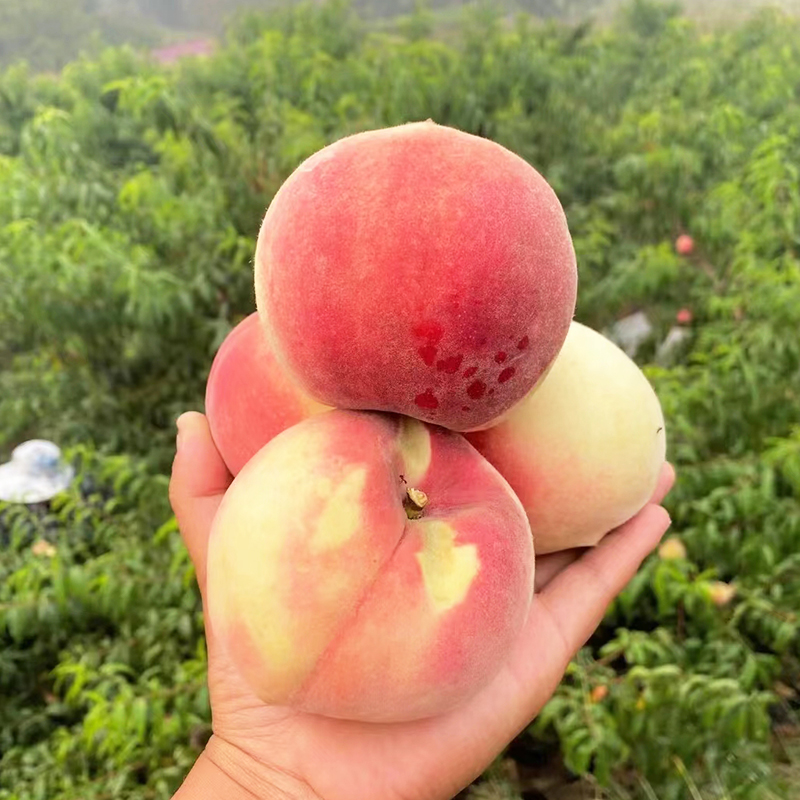 金秋水蜜桃苗嫁接特大桃树果苗嫁接活苗南北方种植盆栽地栽桃树苗 - 图2