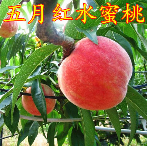 早熟嫁接桃树苗 五月红水蜜桃苗 庭院盆栽果树 水蜜桃子果树苗 - 图0