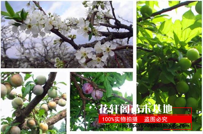 美国恐龙蛋 红心李子树苗 血丝李 新品种嫁接苗南方种植 当年结果,淘宝优惠券,粉丝福利购,淘宝优惠卷