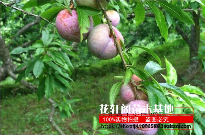 美国恐龙蛋 红心李子树苗 血丝李 新品种嫁接苗南方种植 当年结果,淘宝优惠券,粉丝福利购,淘宝优惠卷