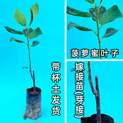 菠萝蜜树树苗嫁接印尼红肉泰国干苞海南四季榴莲蜜木菠萝蜜果树苗 - 图2