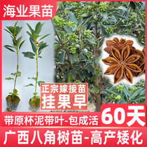 8-angle fennel saplings Guangxi large red anise with high yield and high yield dwarf edible octagonal fennel large material saplings