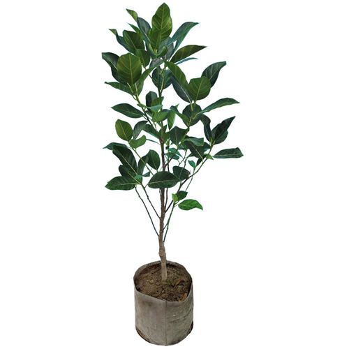 菠萝蜜树树苗嫁接印尼红肉泰国干苞海南四季榴莲蜜木菠萝蜜果树苗 - 图3