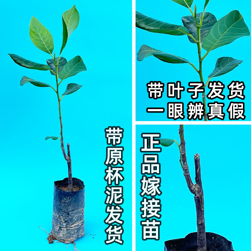 菠萝蜜树树苗嫁接泰国红肉干苞海南四季榴莲蜜木菠萝蜜果树苗庭院-图2