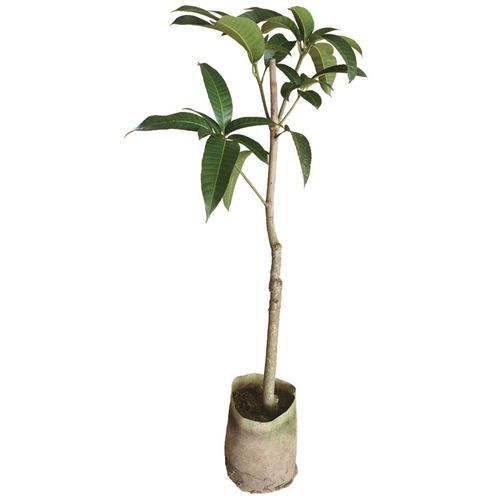 芒果苗树嫁接广西桂七芒果苗四季蜜芒金煌芒盆栽地栽南方果树带土 - 图3