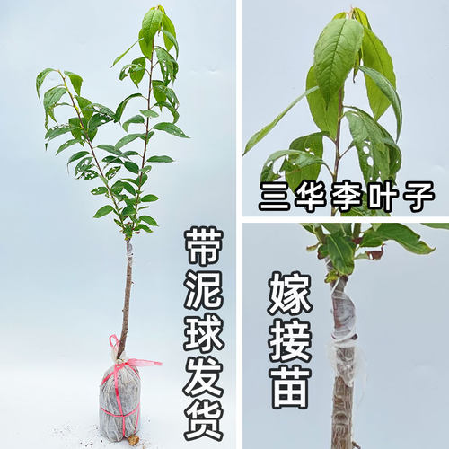 三华李子树苗正宗嫁接钱排银妃红肉早熟三月李苗带土南方种植庭院 - 图2