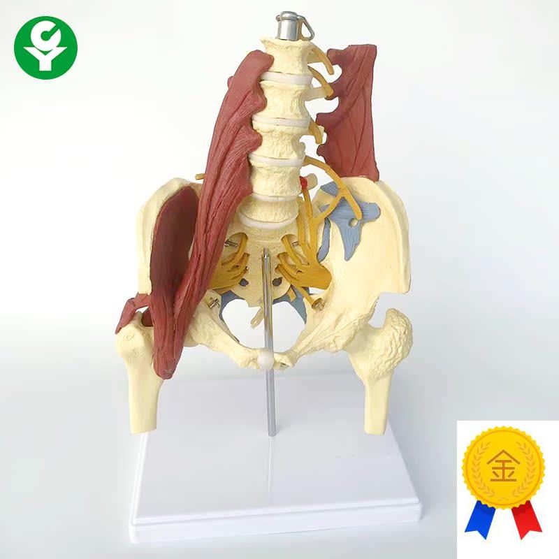 成人腰椎带肌肉模型盆骨腰间盘突A出产妇盆底肌修复演示骶骨神经 - 图1