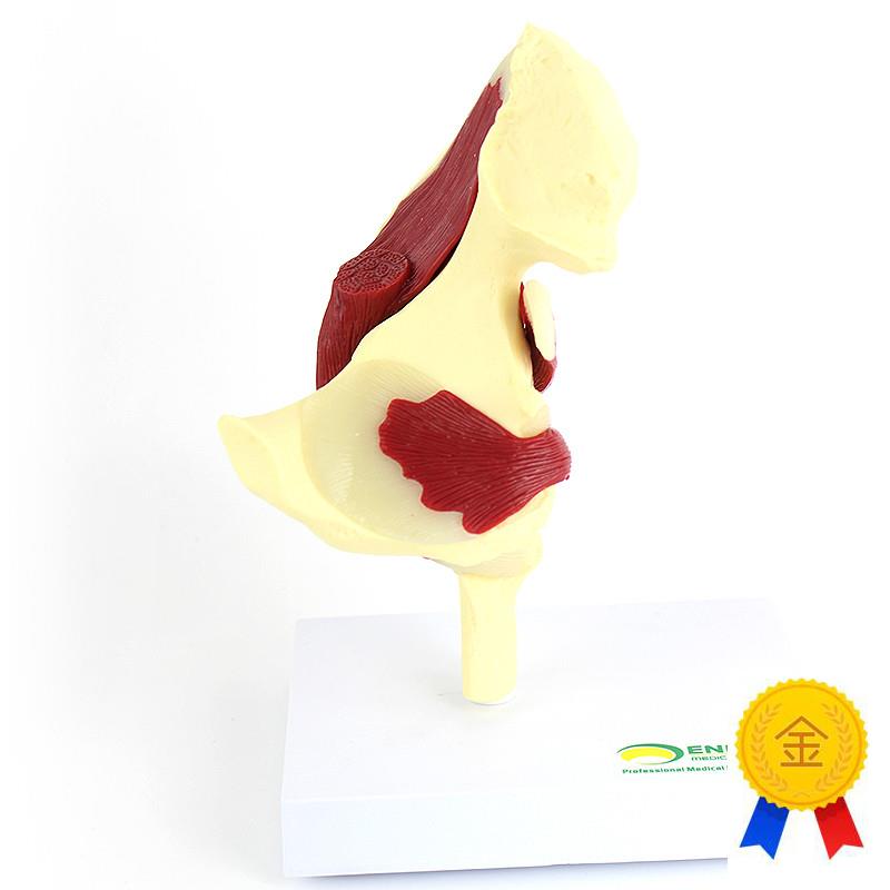 ENOVO颐i诺人体髋关节附肌肉模型关节肌肉运动解剖髋肌 - 图2