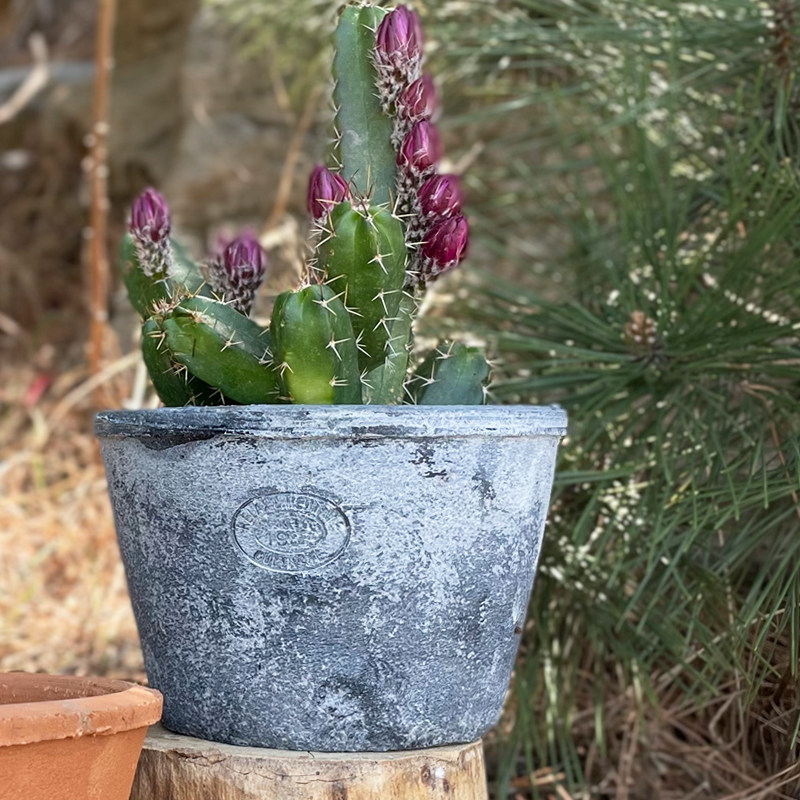 红陶花盆多肉绿植粗陶盆简约创意透气吸水泥瓦盆印章陶盆,淘宝优惠券,粉丝福利购,淘宝优惠卷