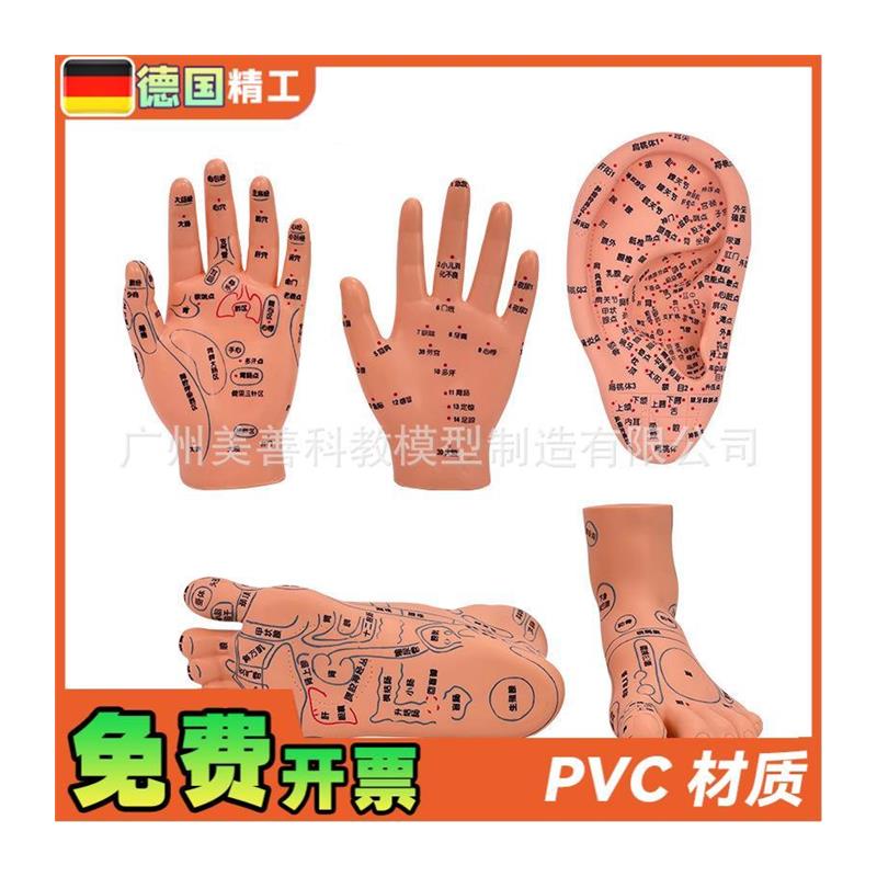手部穴位针灸模型 足底按摩 脚部按摩 艾灸穴位足部 耳穴模型 - 图3