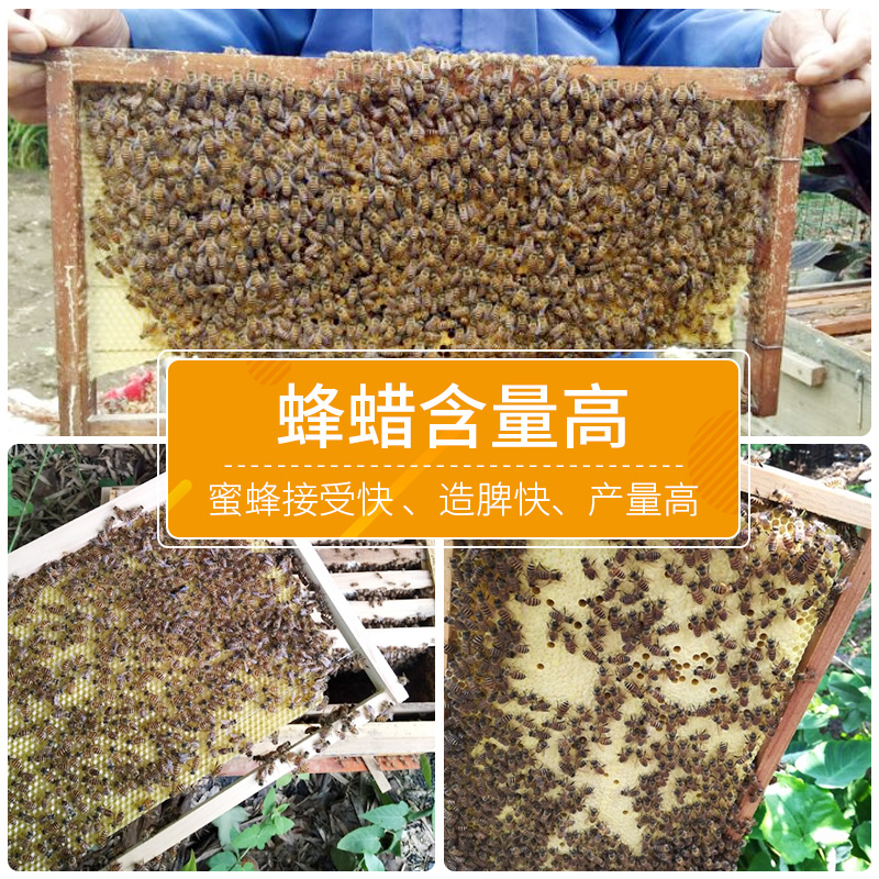 中蜂巢框成品带巢础意蜂蜂巢脾标准蜜蜂箱专用蜂框箱内用养蜂工具