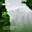 Li Yitong's same style Lanzhuoli lace underwear for women