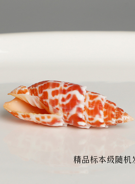 【红牙笔螺】天然海胆海螺精品标本螺家居收藏级海洋生物科普摆件