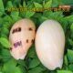 Natural conch ornaments, succulent flower pots, fish tank decorations