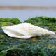 Golden Ax diy drift bottle wedding photography natural shell