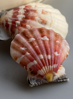 【云娇海扇蛤】天然海胆海螺精品标本螺家居收藏级海洋生物科普摆