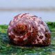 Guwen snail cat's eye snail natural