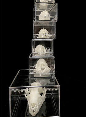 新款3D打印动物骨骼标本高精度模型光敏树脂摆件装饰礼物收藏定制