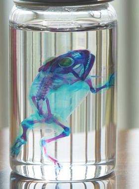 新款角蛙双重染色纯手工骨骼标本