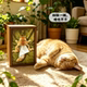 Ballet Creative Funny Cat Wooden Tissue Box