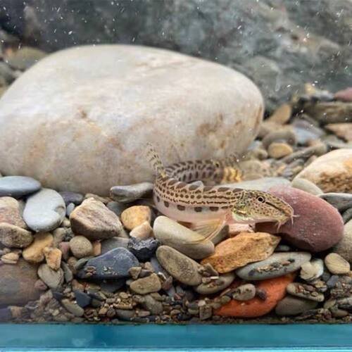 中华花鳅翻沙清道夫溪鳅小泥鳅观赏活体水族宠物原生底栖冷水鱼 - 图2