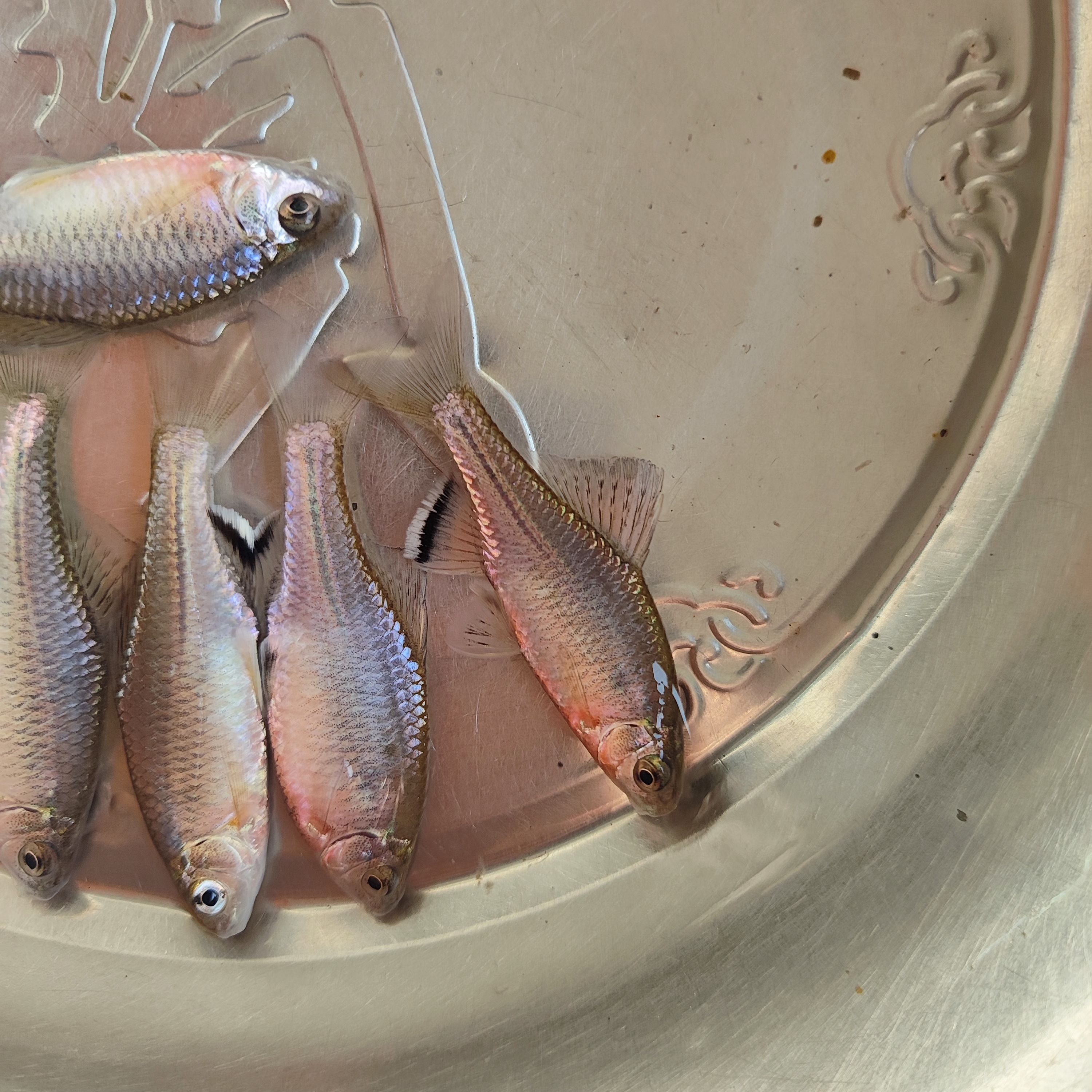 无须鱊黑斑鳑鲏冷水旁皮鱼溪流草缸原生观赏鱼群游鱼 - 图3