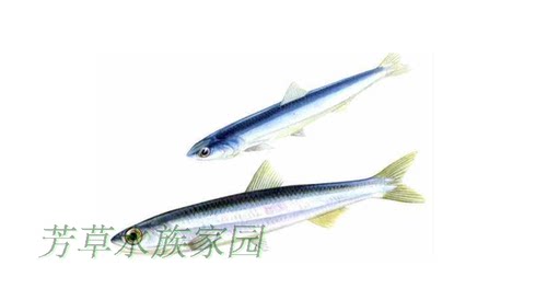 窜条餐条白条黄尾鲴银飘鱼观赏鱼原生翘嘴活体原生冷水活体皮实 - 图3