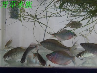 高体鰟鮍鱼七彩旁皮鱼除藻吃藻冷水原生鱼活体 - 图0