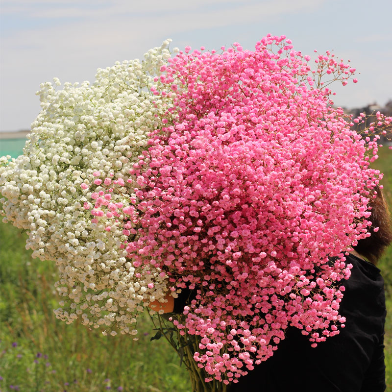 买一送一云南干花真花风干满天星花束包装送人家居摆设客厅永生花 - 图0