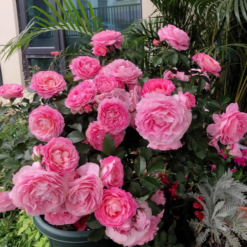 海神王阳台月季花苗大花浓香型庭院地栽丰花月季四季开花耐寒植物 - 图1