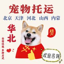 Pet consignment national Beijing Tianjin Hebei Shijiazhuang Shanxi Inner Mongolia Shandong Jinan Air formalities at random