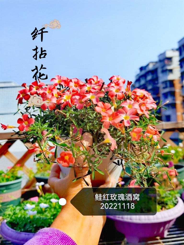 纤拈花/种球/酢浆草/玫瑰酒窝/鲑红玫瑰酒窝/早秋花纤细系列 - 图1