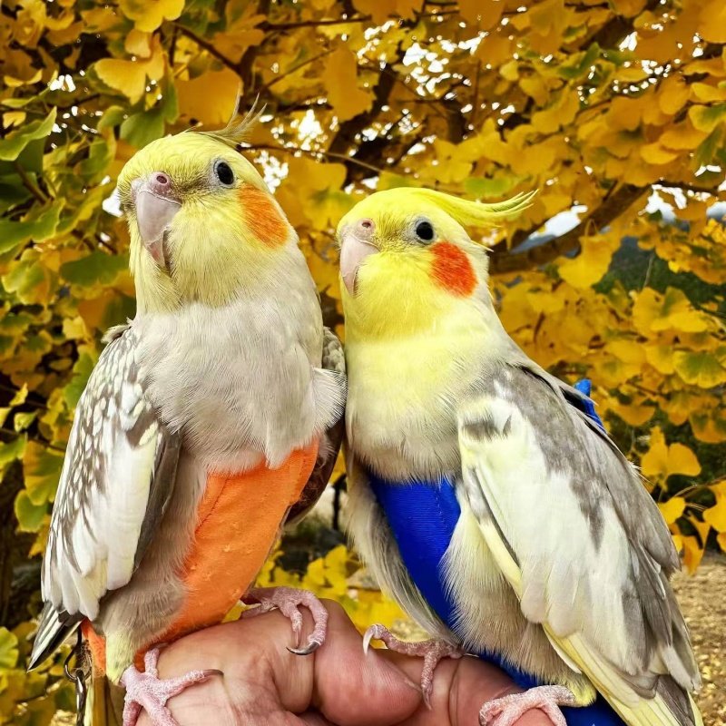 高端玄凤纯手养宠物鸟会吹口哨会技能亲人粘人好喂养黄化可繁殖鸟,淘宝优惠券,粉丝福利购,淘宝优惠卷