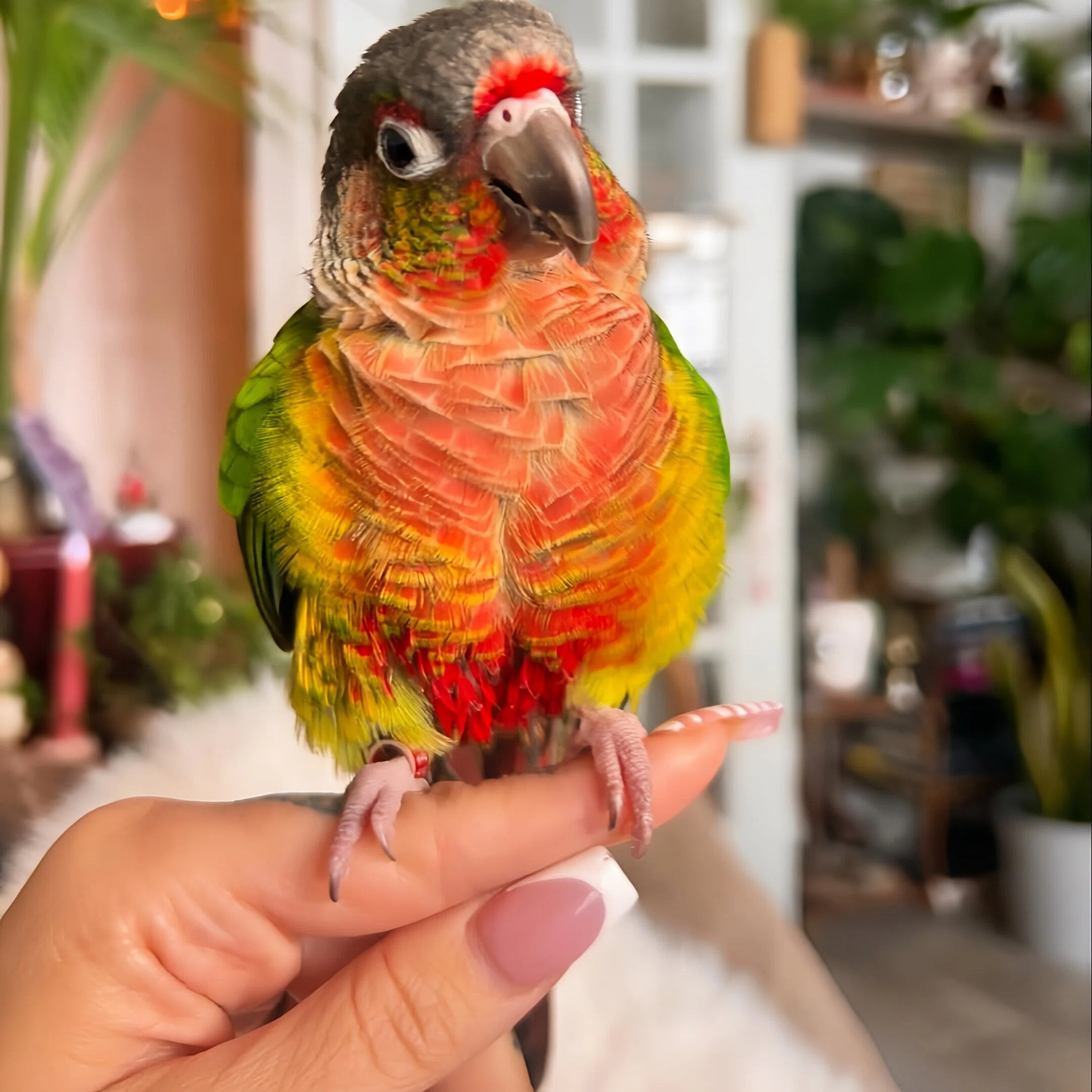 小太阳鹦鹉活体会学说话黄边凤梨绿颊肉桂活体雏鸟小鸟宠物亲人鸟,淘宝优惠券,粉丝福利购,淘宝优惠卷