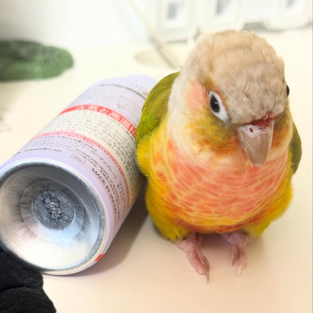 小太阳鹦鹉活鸟会说话手养亲人凤梨黄边肉桂小鸟宠物鸟类半毛雏鸟,淘宝优惠券,粉丝福利购,淘宝优惠卷