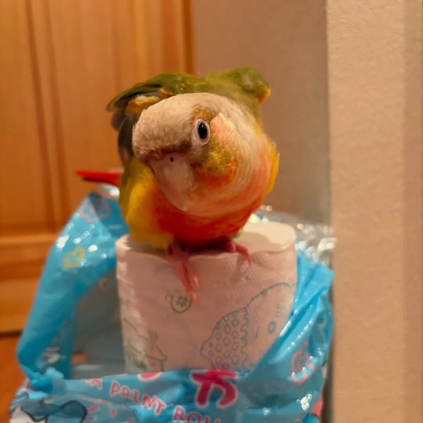 小太阳鹦鹉活鸟会说话手养亲人凤梨黄边肉桂小鸟宠物鸟类半毛雏鸟,淘宝优惠券,粉丝福利购,淘宝优惠卷