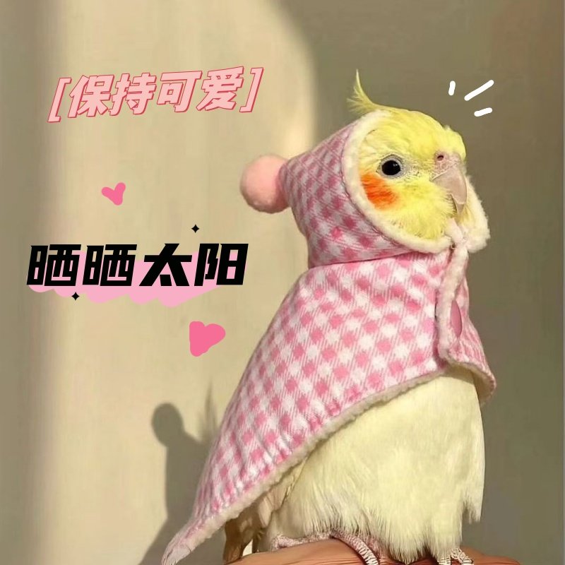 高端玄凤纯手养宠物鸟会吹口哨会技能亲人粘人好喂养黄化可繁殖鸟,淘宝优惠券,粉丝福利购,淘宝优惠卷