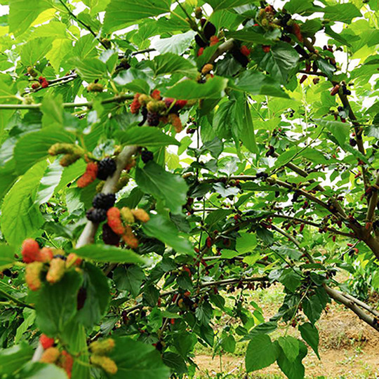 Asi Farm Morera Seca Sin Enjuague Sin Arena Fresca y Lista para Comer