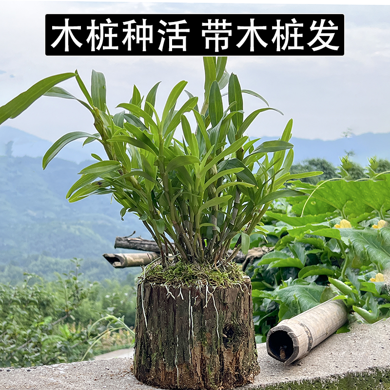 带木桩种植成活发货贵州赤水金钗石斛苗铁皮石斛苗盆栽盆景